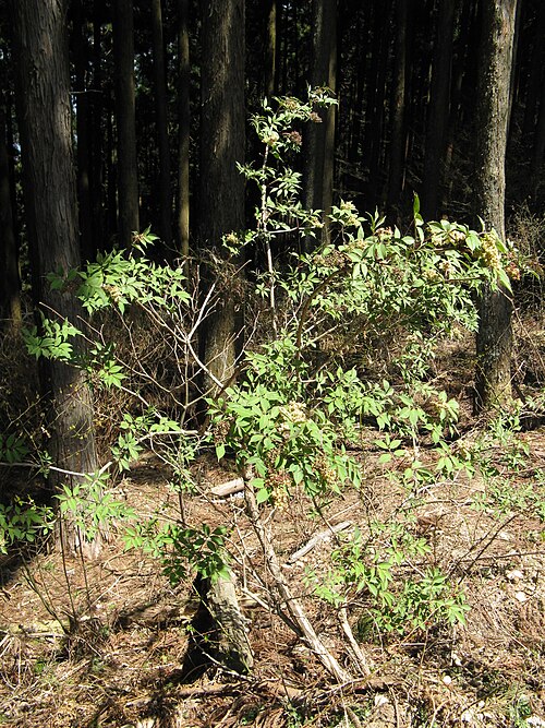 Sambucus sieboldiana: ニワトコ