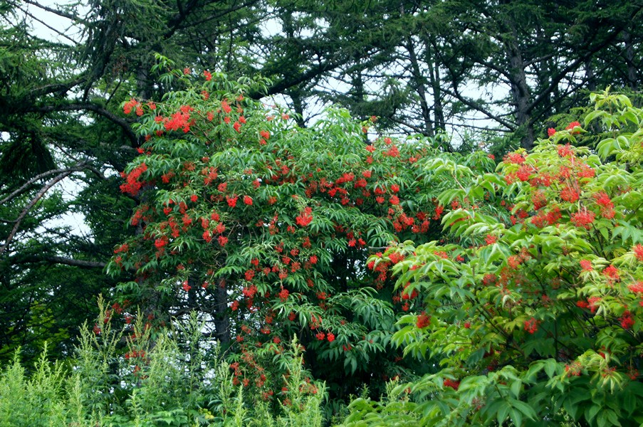 Sambucus sieboldiana: Sambucus racemosa