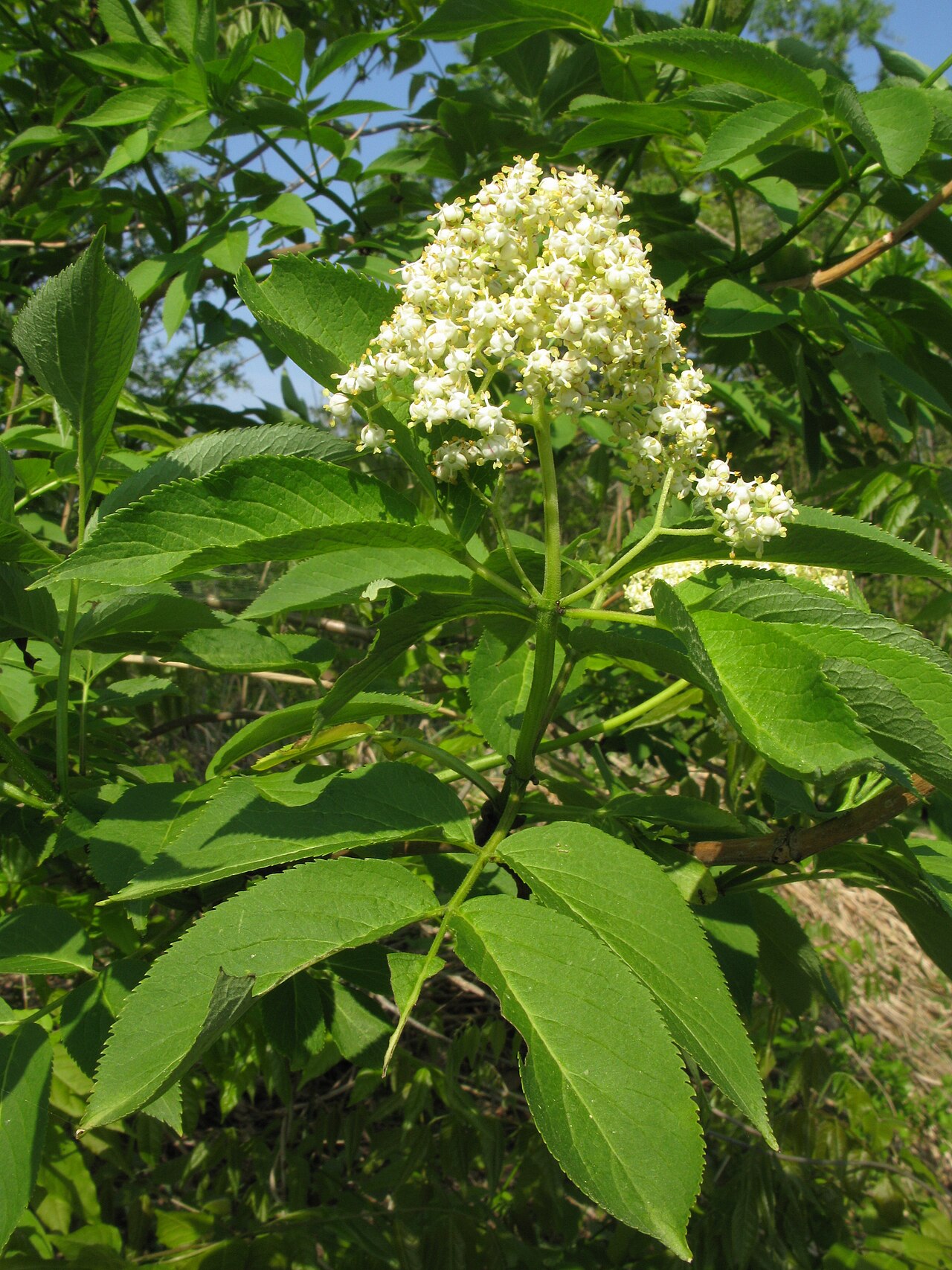 Sambucus sieboldiana: Sambucus sieboldiana , Aizu area, Fukushima pref., Japan