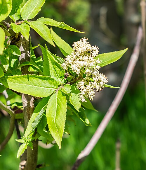 Sambucus sieboldiana: Sambucus sieboldiana in Neuer Botanischer Garten der Universität of Göttingen, Lower Saxony, Germany