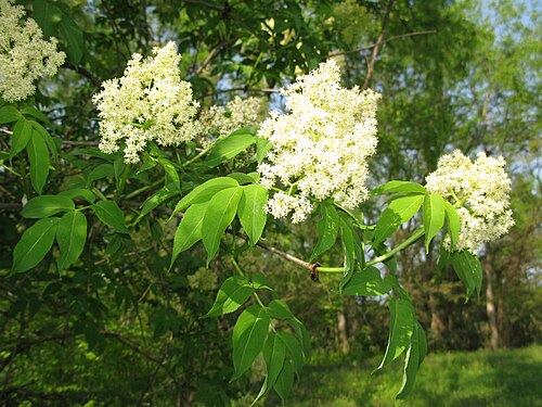 Sambucus sieboldiana: Sambucus sieboldiana , Aizu area, Fukushima pref., Japan