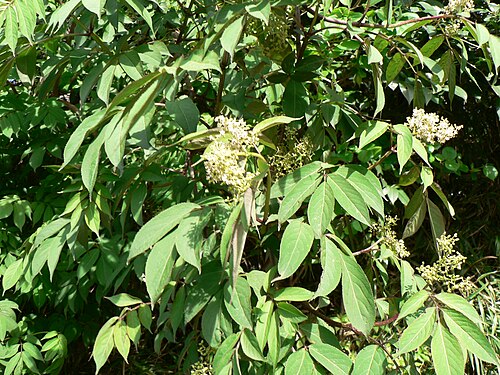 Sambucus sieboldiana (Sambucus sieboldiana)