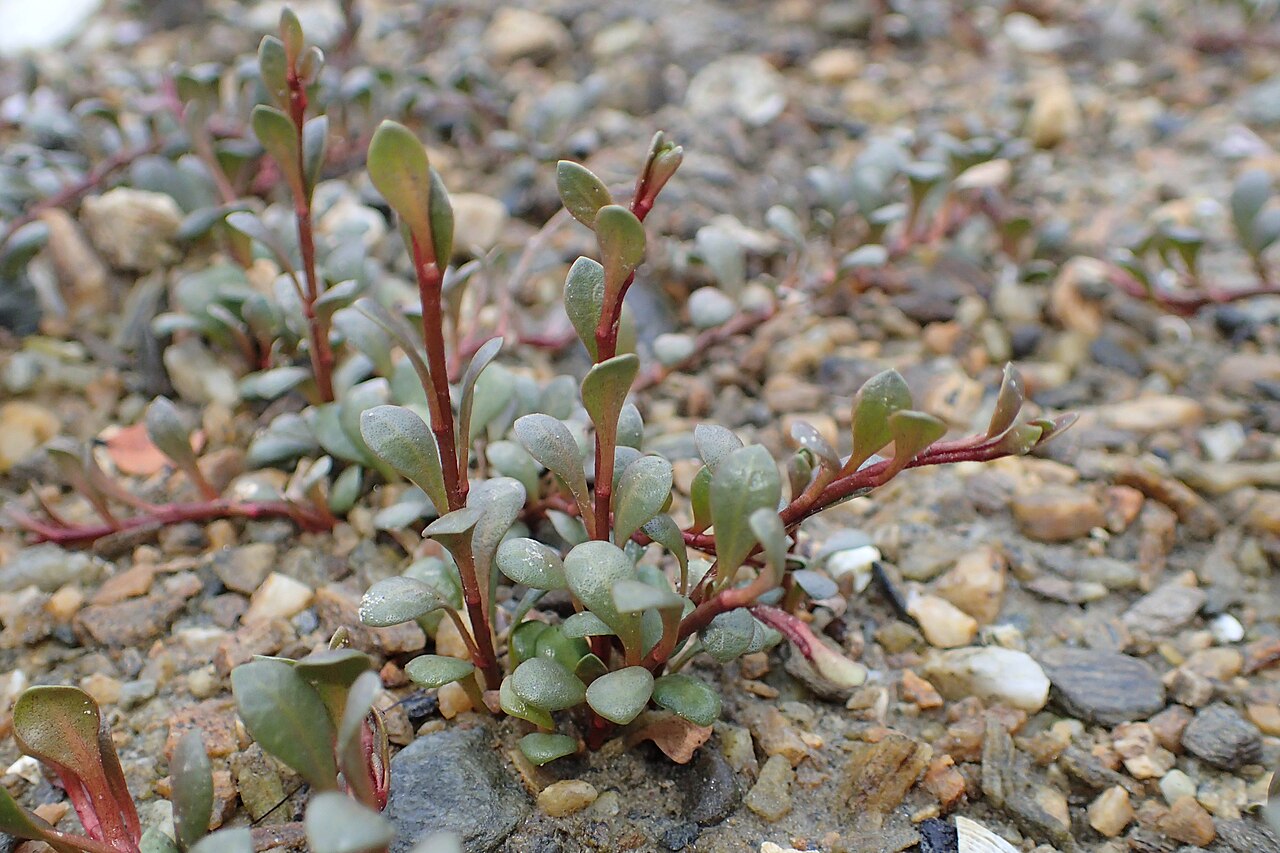 Samolus repens: Samolus repens in Ngakuta Bay Recreational Reserve, Marlborough