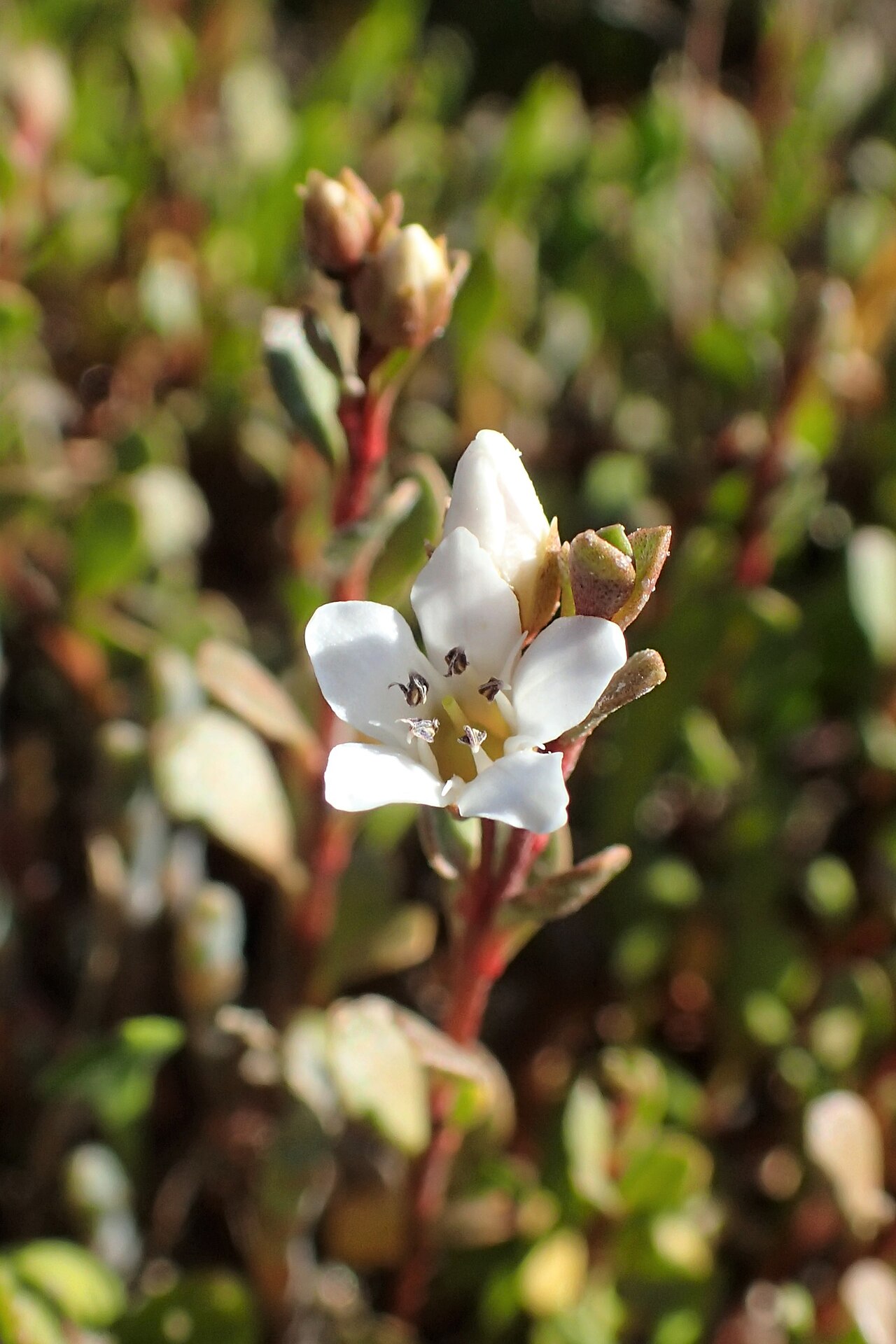 Samolus repens: Samolus repens in Marahau, Tasman