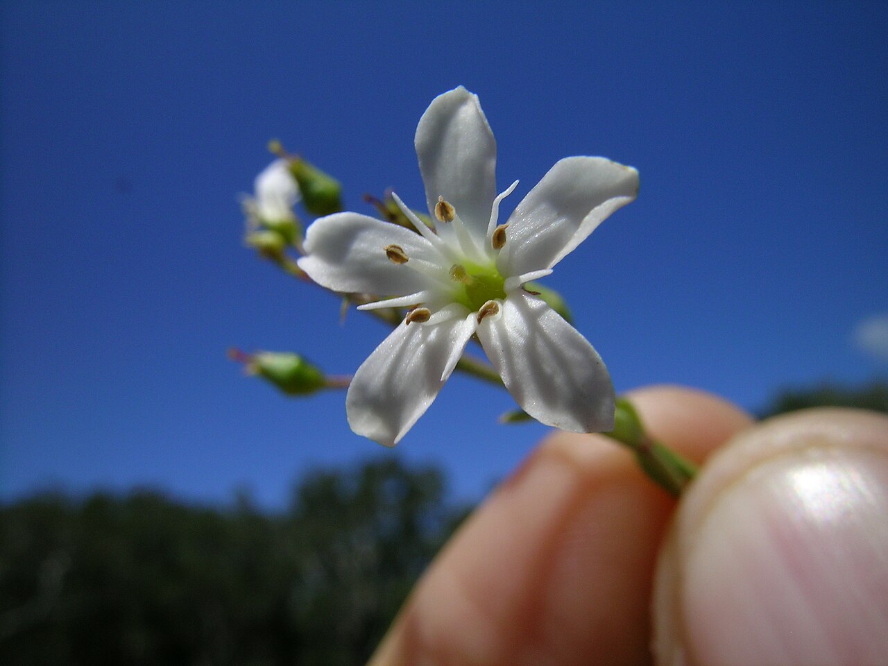 Samolus repens: Native, warm season, perennial, rhizomatous or stoloniferous herb; Initially grows as a rosette then develops stems. Stems are erect to creeping, 5–60 cm long a