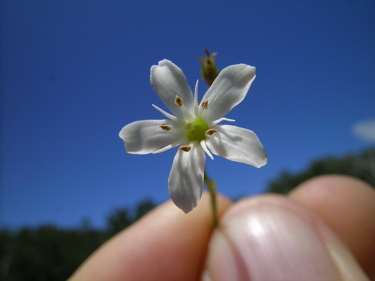 Samolus repens: Native, warm season, perennial, rhizomatous or stoloniferous herb; Initially grows as a rosette then develops stems. Stems are erect to creeping, 5–60 cm long a