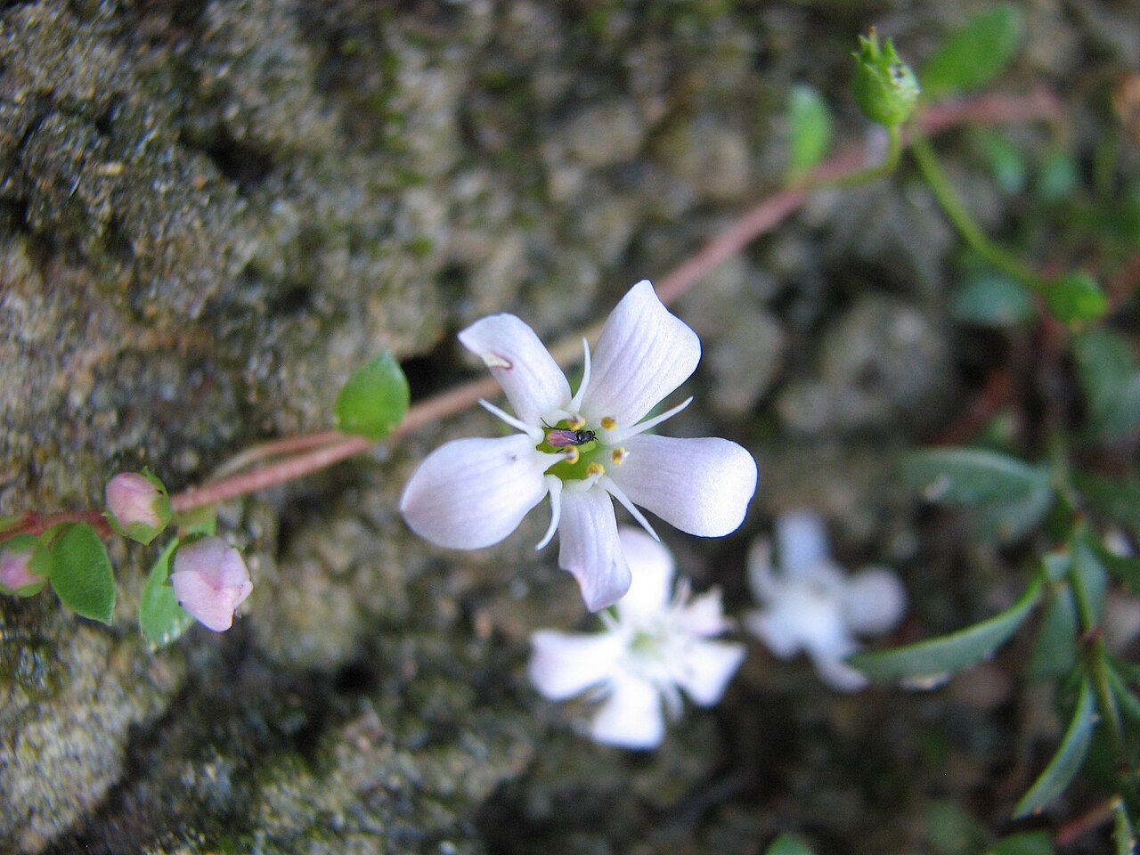 Samolus repens: Samolus repens , Cape Otway, Victoria, Australia