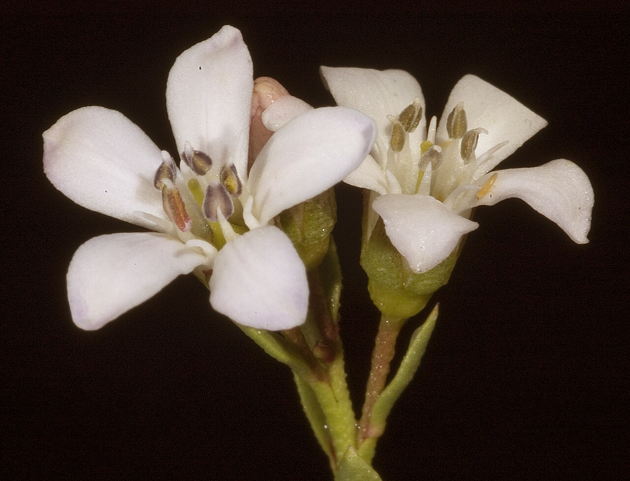 Samolus repens: KRT3105