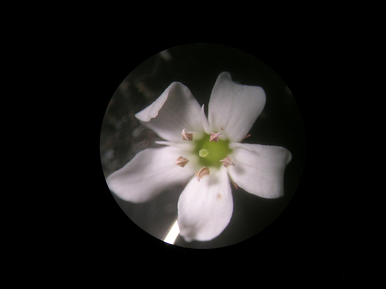 Samolus repens: Native, warm season, perennial, rhizomatous or stoloniferous herb; Initially grows as a rosette then develops stems. Stems are erect to creeping, 5–60 cm long a