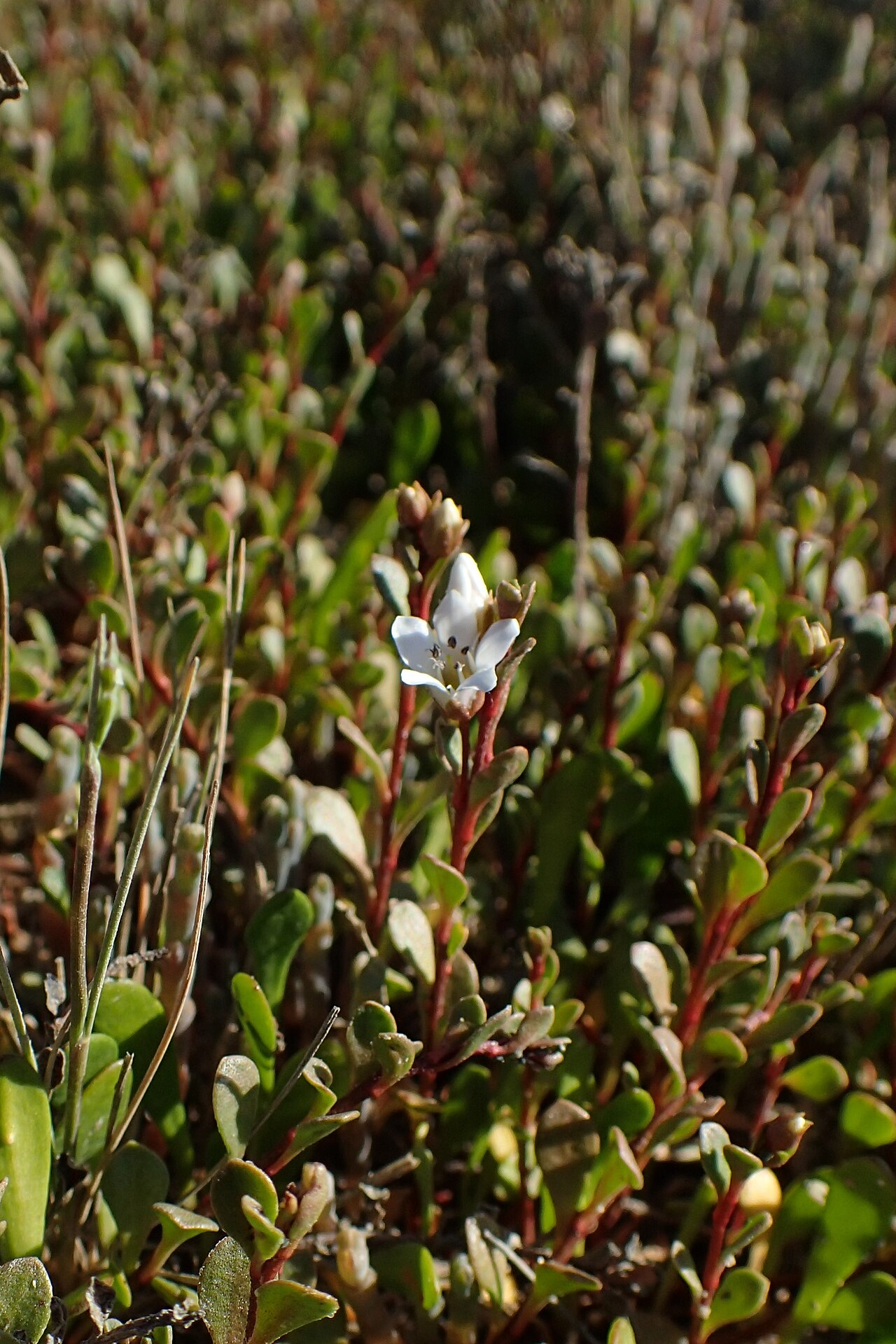 Samolus repens: Samolus repens in Marahau, Tasman