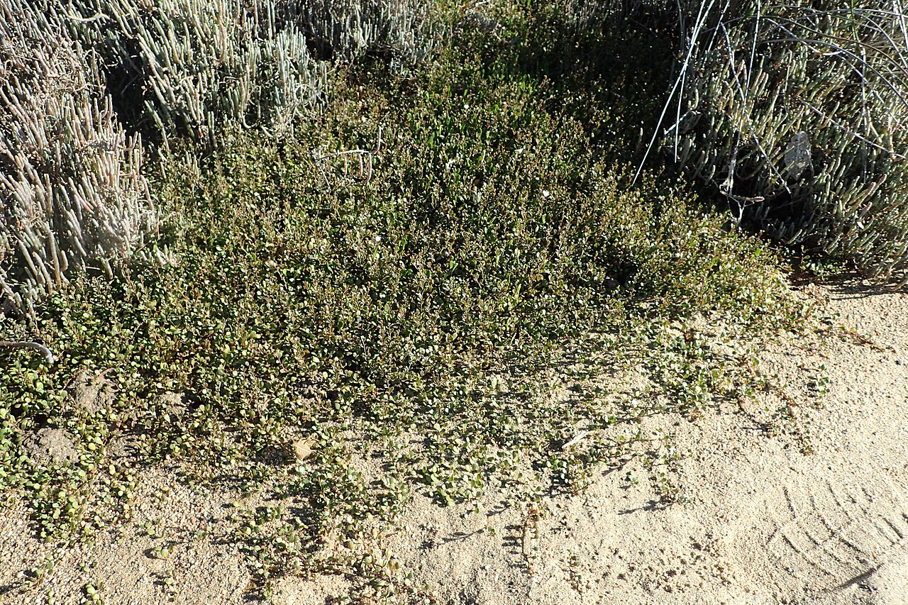 Samolus repens: Samolus repens in Marahau, Tasman