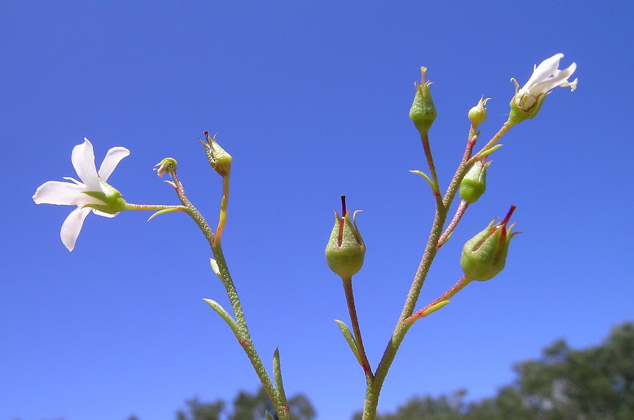 Samolus repens: Native, warm season, perennial, rhizomatous or stoloniferous herb; Initially grows as a rosette then develops stems. Stems are erect to creeping, 5–60 cm long a