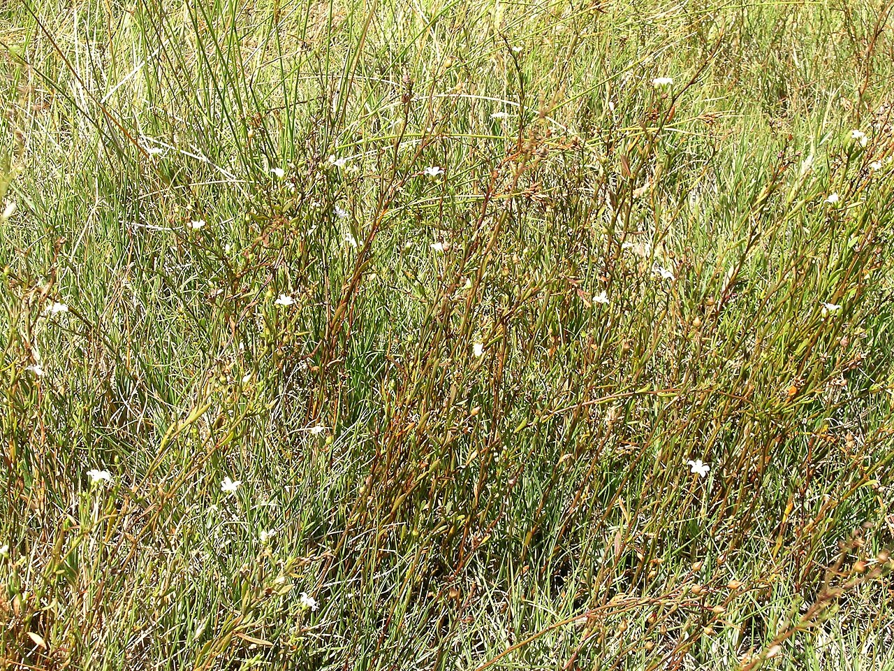 Samolus repens: Native, warm season, perennial, rhizomatous or stoloniferous herb; Initially grows as a rosette then develops stems. Stems are erect to creeping, 5–60 cm long a