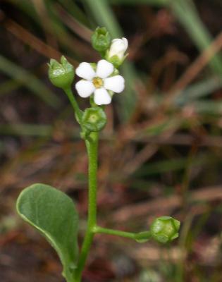 Brookweed: Samolus valerandi , taken in Sheep's Head, Ireland