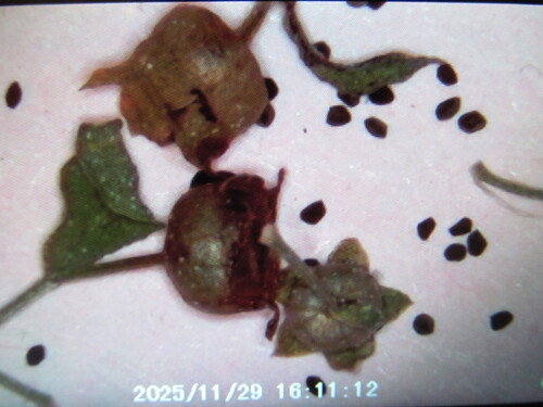 Brookweed (Samolus valerandi)