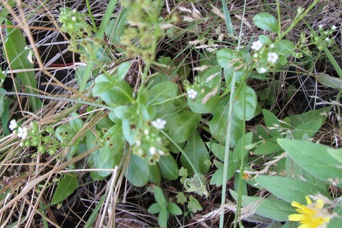 Brookweed (Samolus valerandi)
