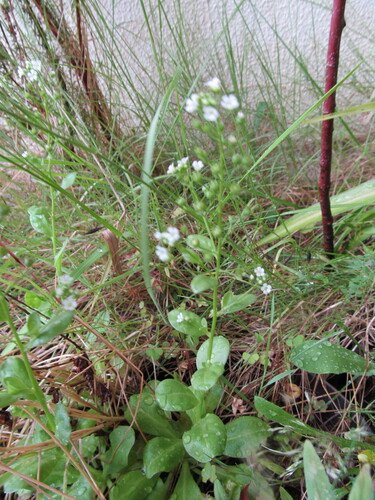 Brookweed (Samolus valerandi)