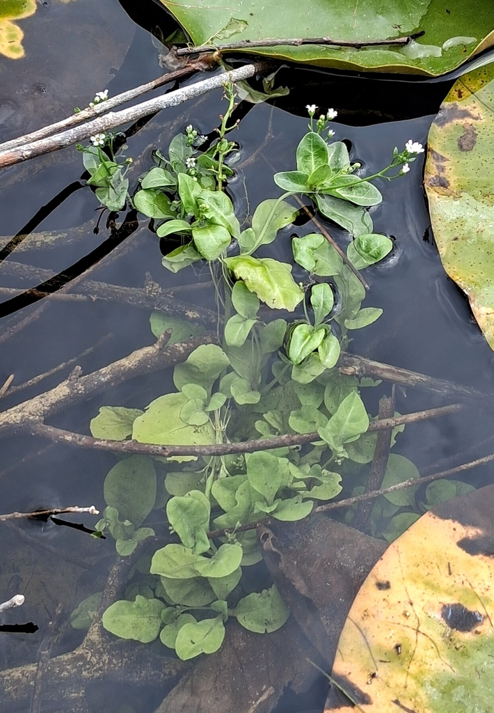 Brookweed (Samolus valerandi)