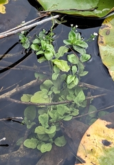 Brookweed (Samolus valerandi)