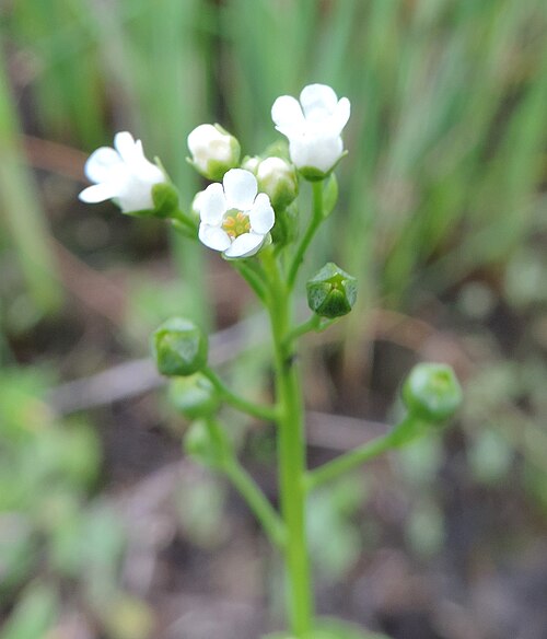 Brookweed: Samolus valerandi. Salt meadow in Kołobrzeg, N Poland