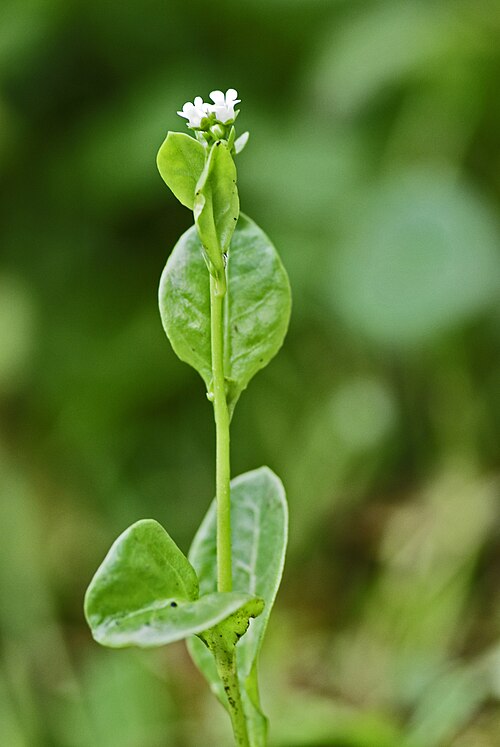 Brookweed: Samolus valerandi Pré à Pion à Longpré-les-Corps-Saints (Somme), France