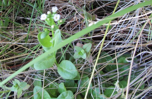Brookweed (Samolus valerandi)