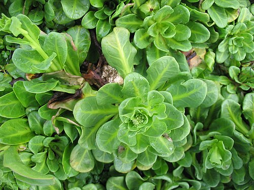 Brookweed: Salz-Bunge (Samolus valerandi) - Habitus