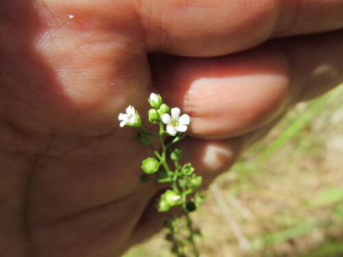 Brookweed (Samolus valerandi)