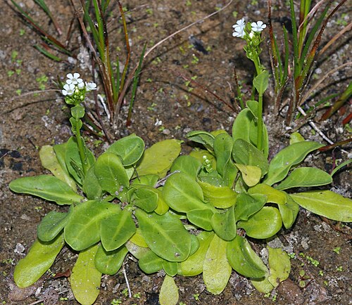 Brookweed: The salt-tolerating plant Samolus valerandi ssp. valerandi in stage of flowering.