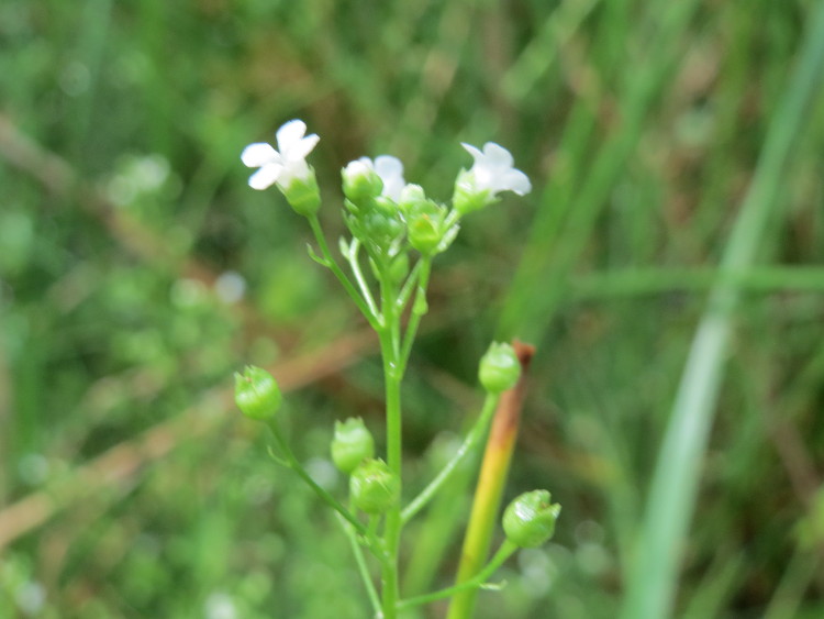 Brookweed: Salz-Bunge ( Samolus valerandi ) am Geißböckelgraben bei Philippsburg
