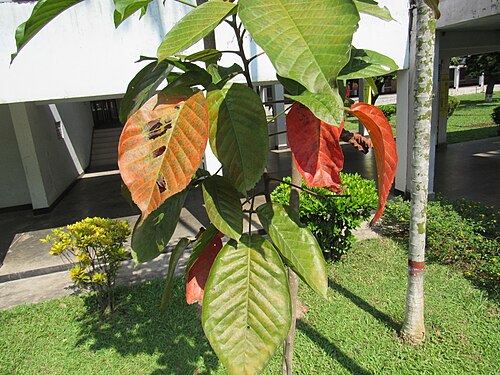 Santol: Sandoricum koetjape (Santol) leaves in RDA, Bogra