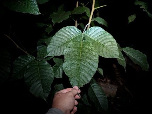 Santol (Sandoricum koetjape)