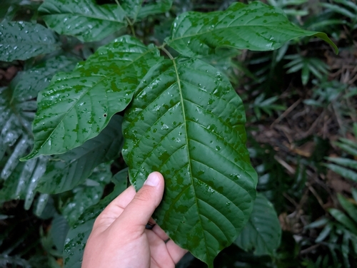 Santol (Sandoricum koetjape)