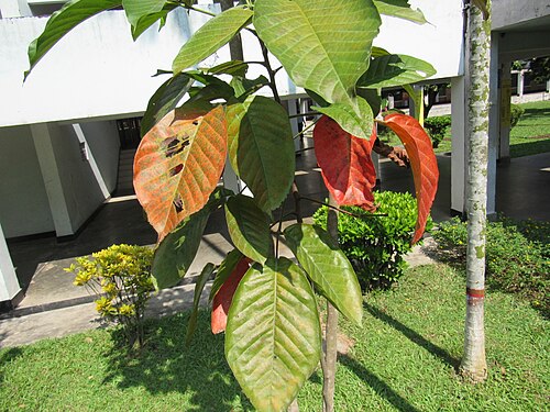 Santol: Sandoricum koetjape (Santol) leaves in RDA, Bogra