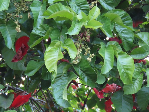 Santol (Sandoricum koetjape)