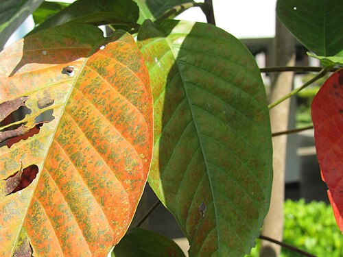 Santol: Sandoricum koetjape (Santol) leaves in RDA, Bogra