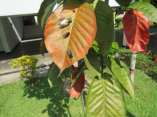Santol: Sandoricum koetjape (Santol) leaves in RDA, Bogra