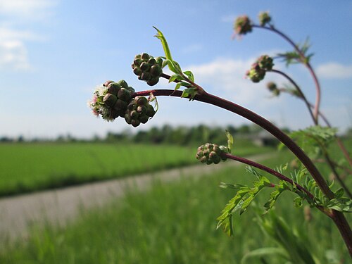Small burnet: Kleiner Wiesenknopf ( Sanguisorba minor ) am Kraichbachdamm im Landschaftsschutzgebiet „Hockenheimer Rheinbogen“