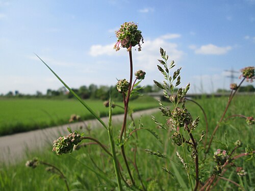 Small burnet: Kleiner Wiesenknopf ( Sanguisorba minor ) am Kraichbachdamm im Landschaftsschutzgebiet „Hockenheimer Rheinbogen“