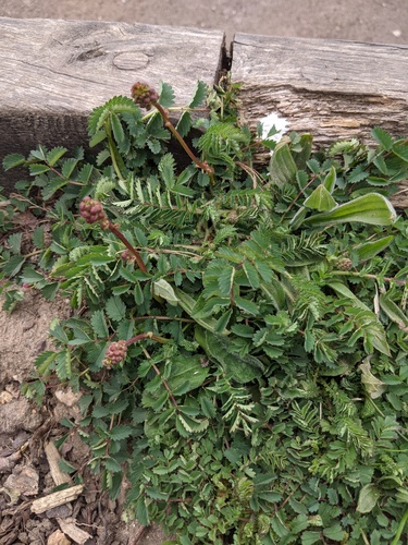 Small burnet (Sanguisorba minor)