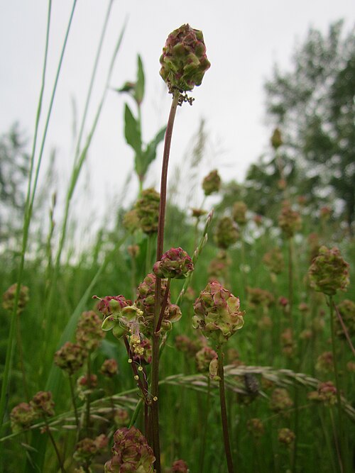 Small burnet: Kleiner Wiesenknopf ( Sanguisorba minor ) im Hockenheimer Rheinbogen