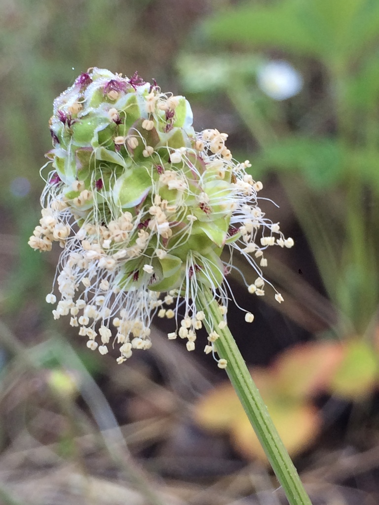 Small burnet (Sanguisorba minor)