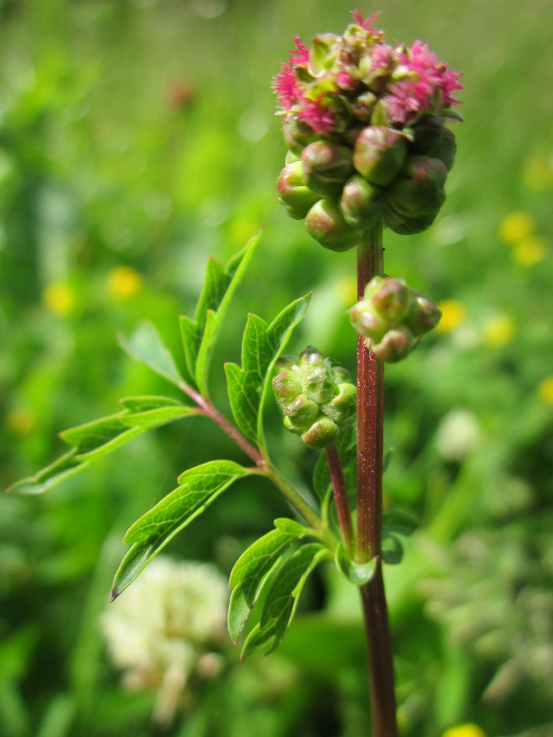 Small burnet: Kleiner Wiesenknopf ( Sanguisorba minor ) bei Altlußheim