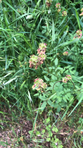 Small burnet (Sanguisorba minor)