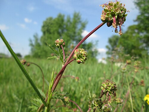 Small burnet: Kleiner Wiesenknopf ( Sanguisorba minor ) am Kraichbachdamm im Landschaftsschutzgebiet „Hockenheimer Rheinbogen“
