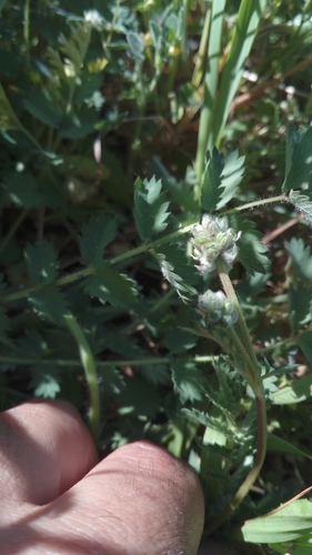 Small burnet (Sanguisorba minor)
