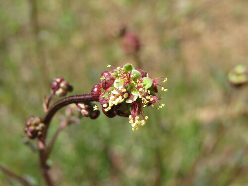 Small burnet (Sanguisorba minor)