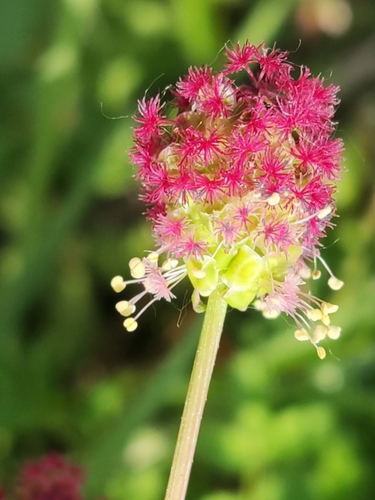 Small burnet (Sanguisorba minor)