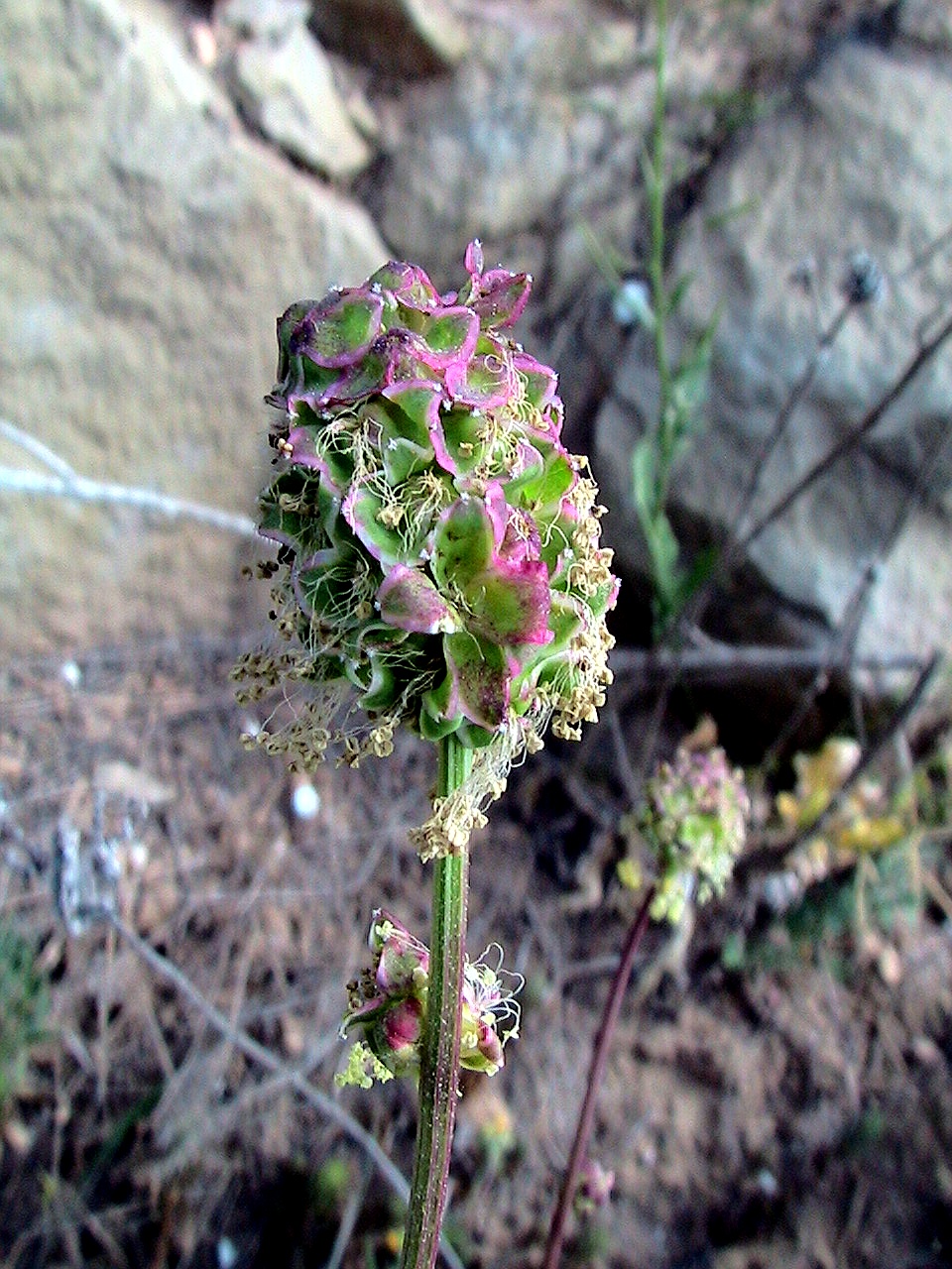 Small burnet: Sanguisorba minor . In Torà (Segarra-Catalunya). To 590 m. altitude