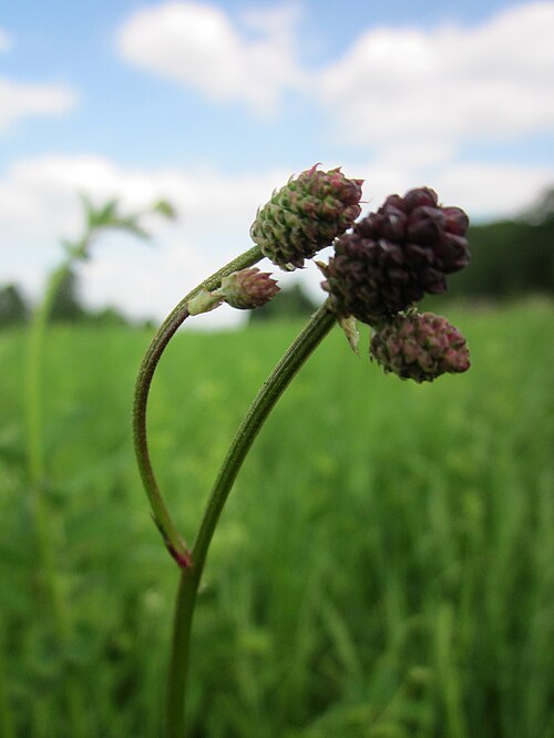 Great burnet: Großer Wiesenknopf ( Sanguisorba officinalis ) auf den Kisselwiesen bei Reilingen